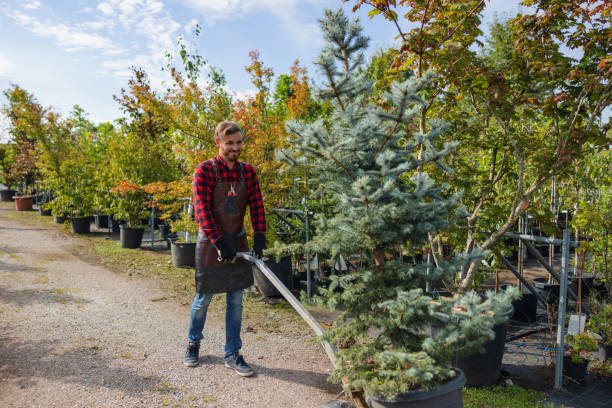 Tree and Shrub Care in Tahlequah, OK